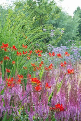 Crocosmia, Crocosmias, Companion Plants. Best Crocosmia, Best Crocosmias, Best Montbretia, Crocosmia x Crocosmiiflora, Montbretia, Coppertips, Falling Stars,